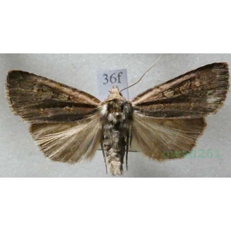 Eugraphe sigma (Denis & Schiffermüller, 1775) Czech36f